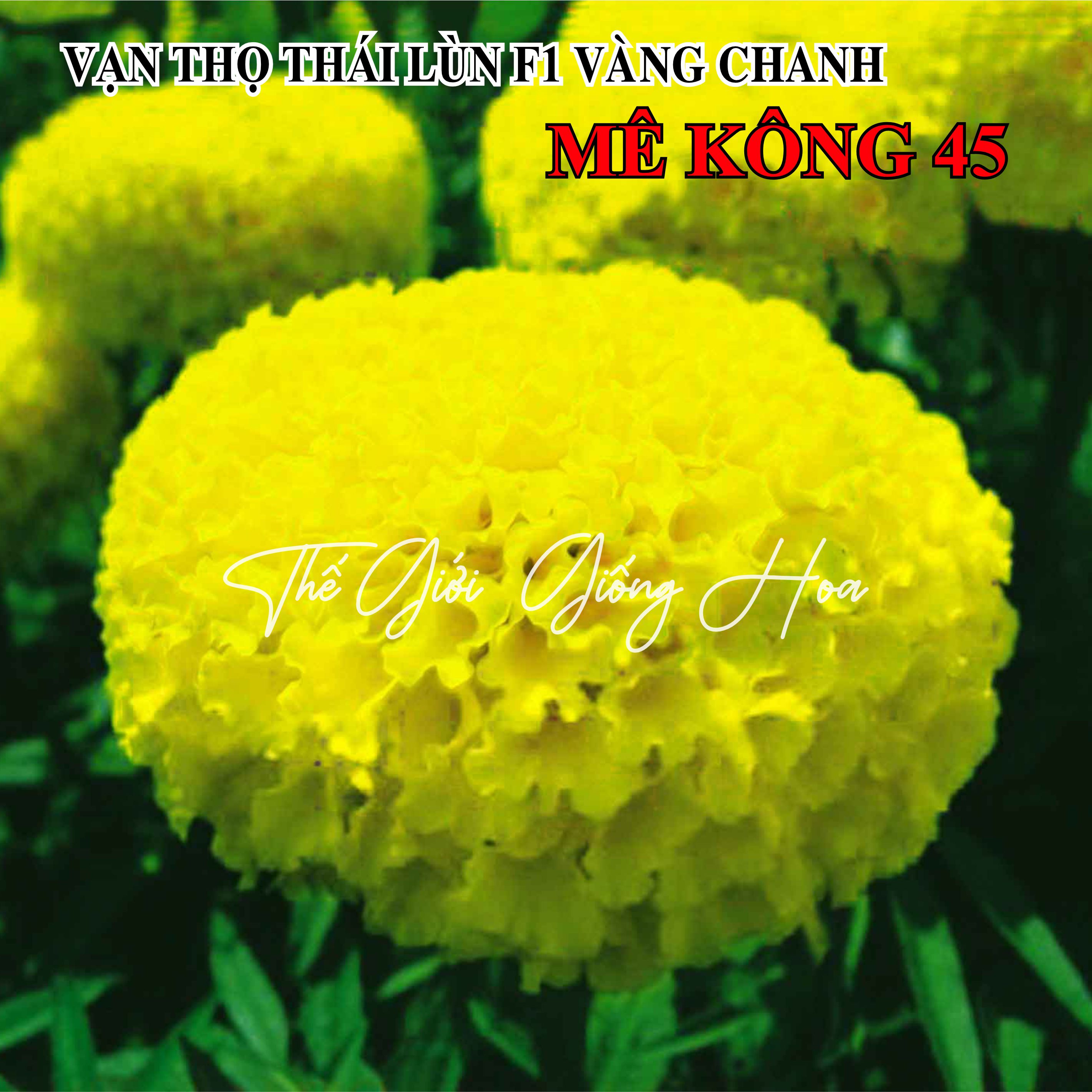 VẠN THỌ LÙN MÊ KÔNG 45