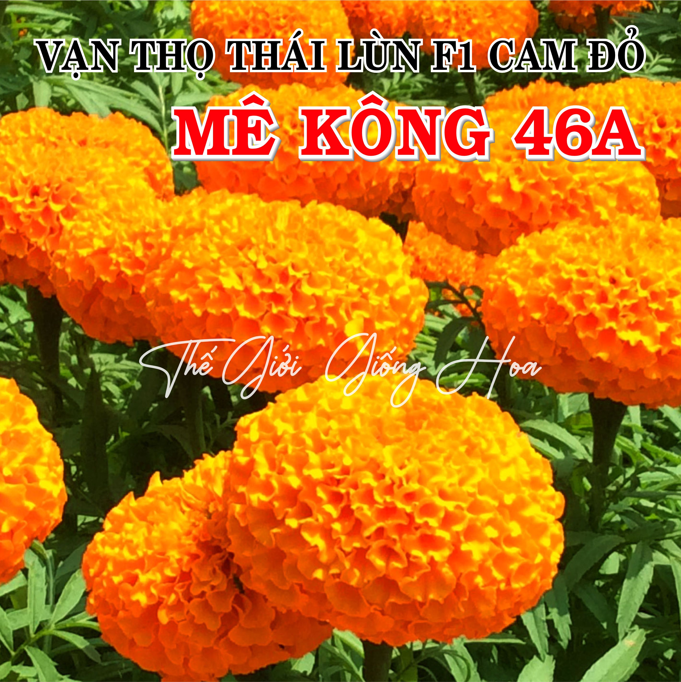 VẠN THỌ LÙN MÊ KÔNG 46A 